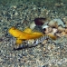 goby_shrimp_banded_muck_h_0705_png2317.jpg